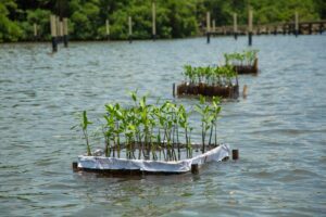 resforestacion de manglares
