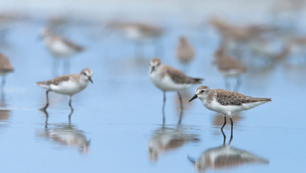 aves de la ciénaga de mallorquín