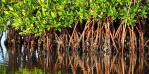 Mangle rojo fotos todo sobre este tipo de manglar
