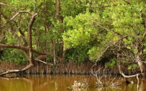 mangle negro ciénaga de mallorquín