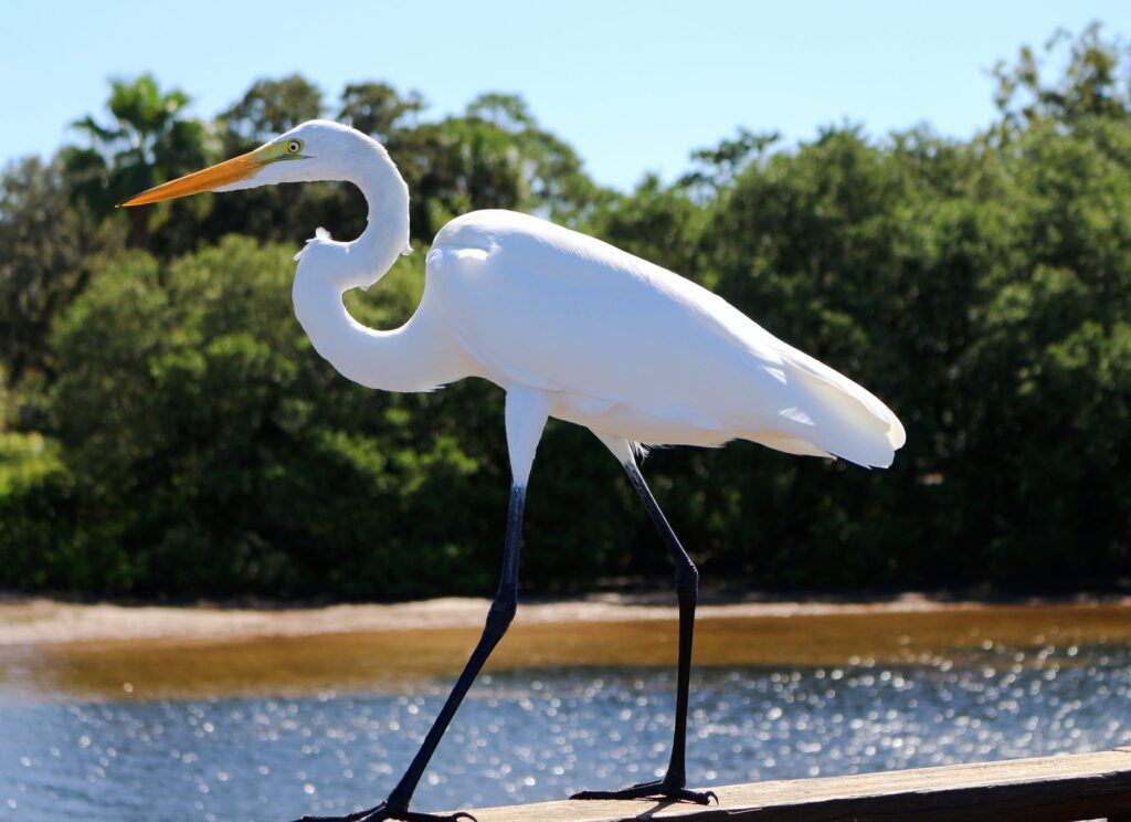La garza blanca ciénaga de mallorquín 4