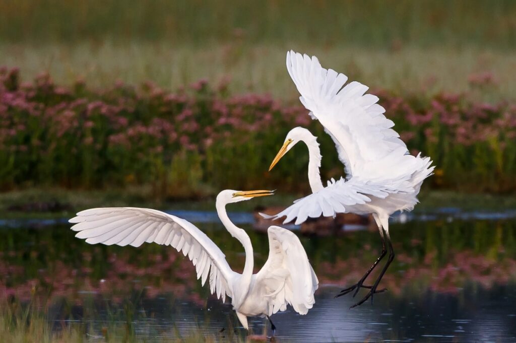 La garza blanca ciénaga de mallorquín 6