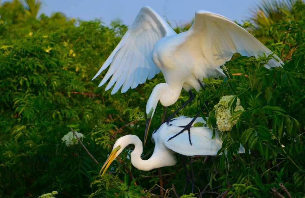 La garza blanca ciénaga de mallorquín 9