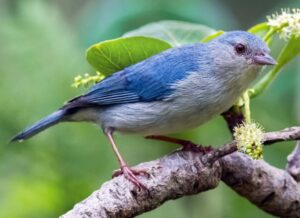 Conirrostro Manglero en la Ciénaga de Mallorquín