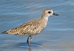 Chorlo gris Ciénaga Mallorquín 1
