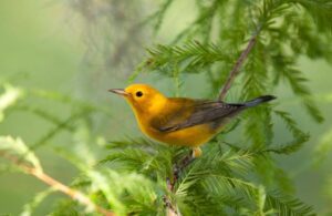 Reinita Cabecidorada En Mallorquín 4