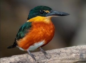 Martin pescador ciénaga mallorquín Chloroceryle aenea