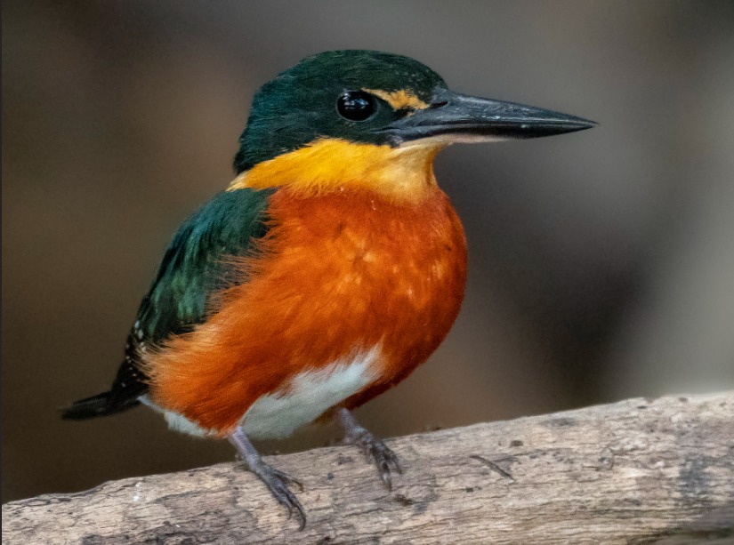 Martin pescador ciénaga mallorquín Chloroceryle aenea