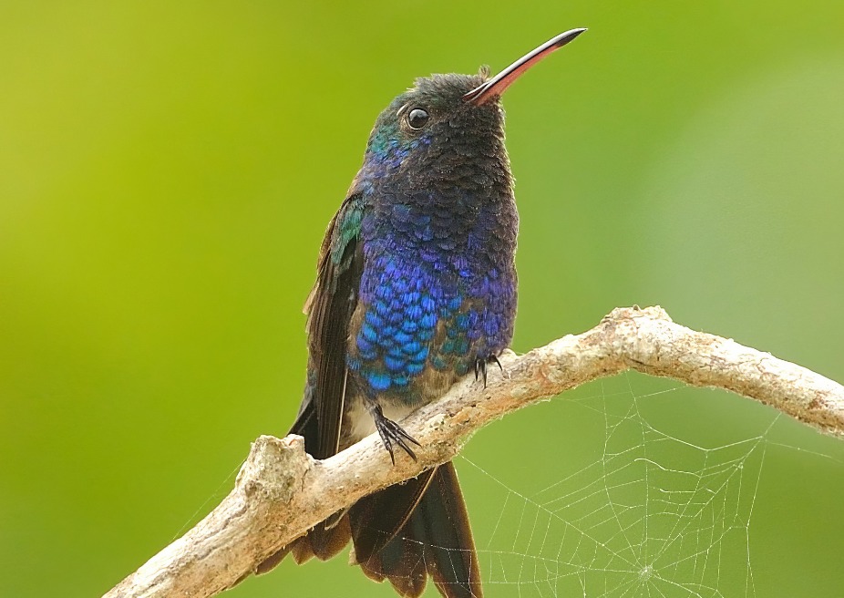 Colibri manglero Chrysuronia lilliae