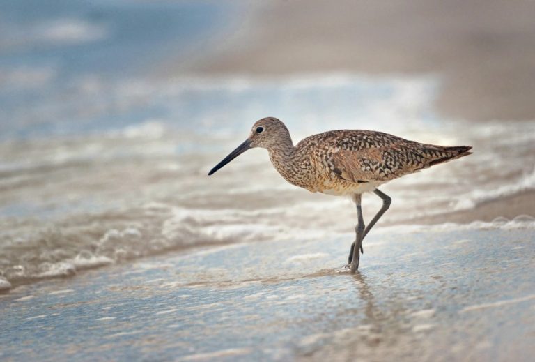 Playero Pihuiuí Tringa semipalmata 3