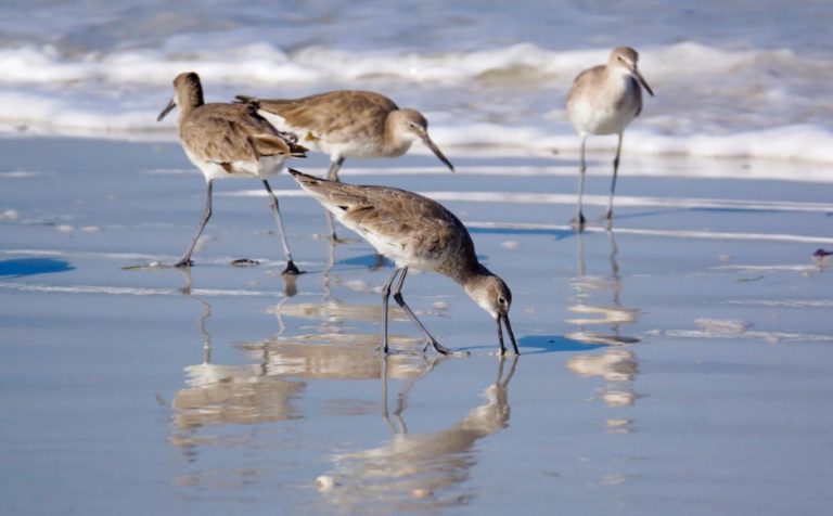 Playero Pihuiuí Tringa semipalmata 5