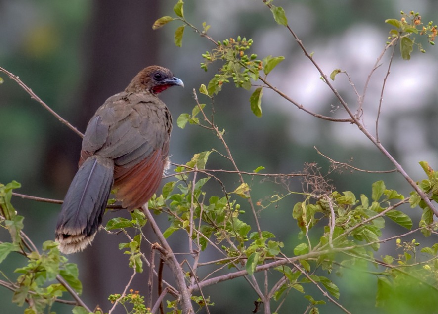 Guacharaca caribeña - Chachalaca Alirroja