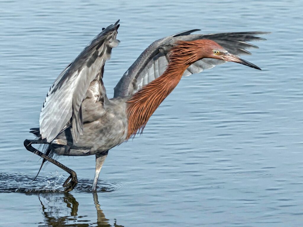 Avistamiento de aves: Rincones aviares en la Ciénaga de Mallorquín