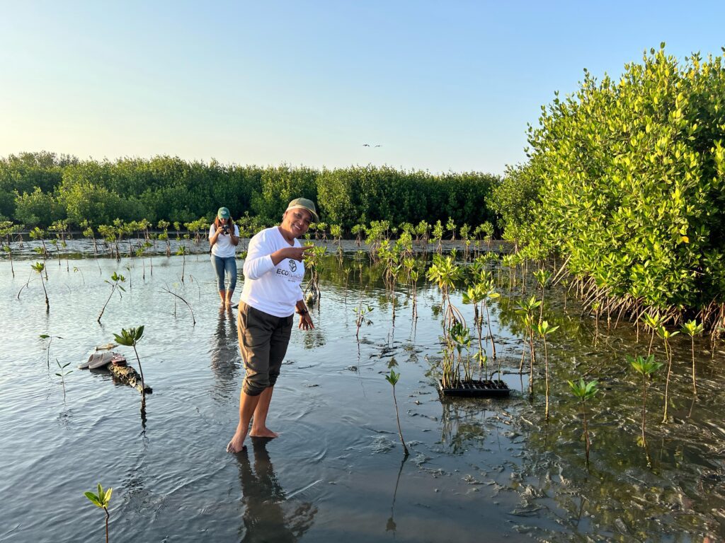 Tour aventura de manglar, resforestando vida en Mallorquín