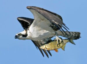Águila Pescadora (Pandion haliaetus)