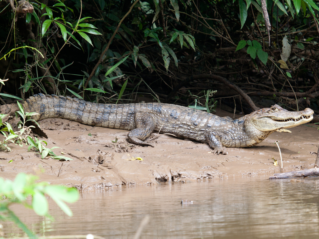 Babilla en Cienaga de Mallorquin 3 - Caiman-crocodrilus-fuscus