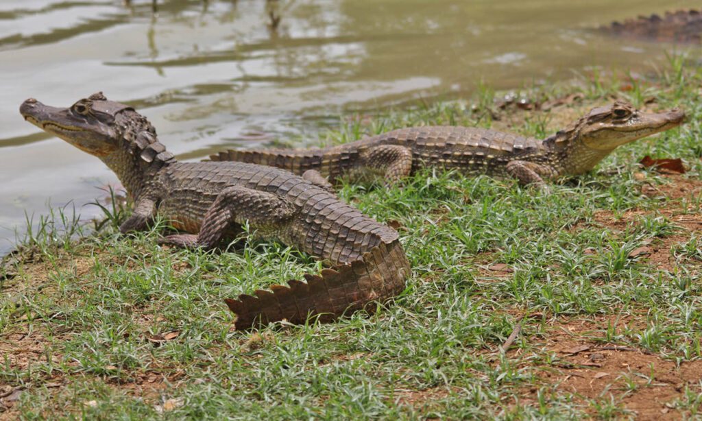 Babilla en Ciénaga de Mallorquin - Caiman-crocodrilus-fuscus