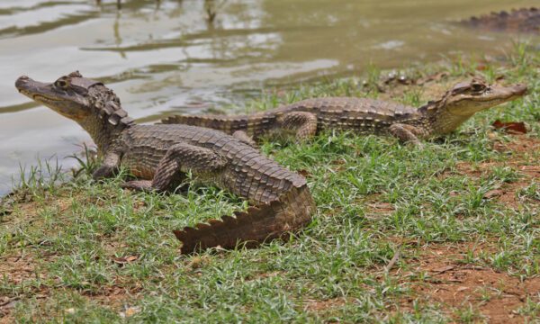 El Regreso de la Babilla: Misteriosa Guardiana en Mallorquín