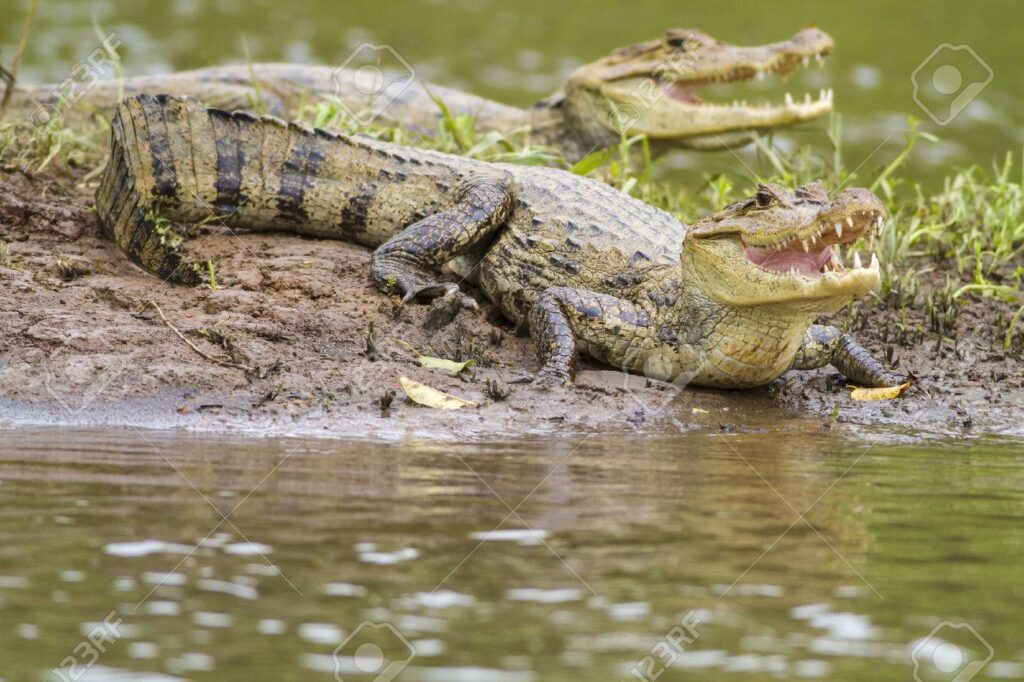 Babilla en Ciénaga de Mallorquin - Caiman-crocodrilus-fuscus