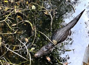 Babilla en Ciénaga de Mallorquín